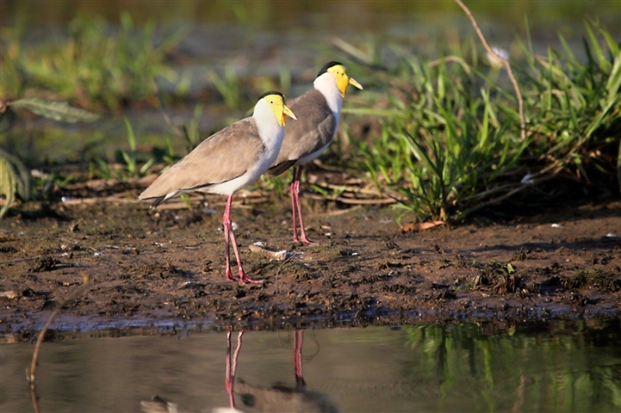 _800Mt Borradaile - Cooper Creek_5753_m_Plovers